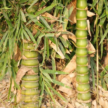 Buddha Belly Bamboo with thicker stems