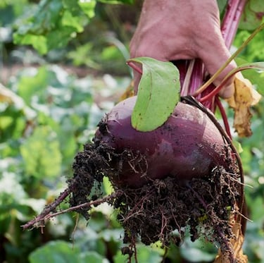 a person that is harvesting a big Beetroot plant