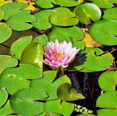a pink water flower in a pond named Anna Epple