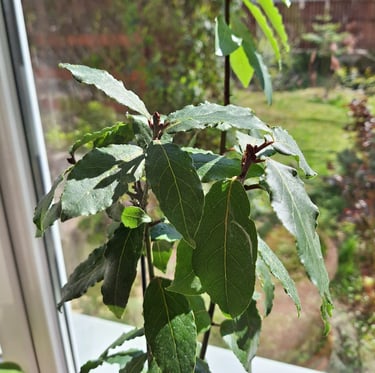 one leafy Bay Laurel plant