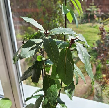 a leafy Laurel plant indoors