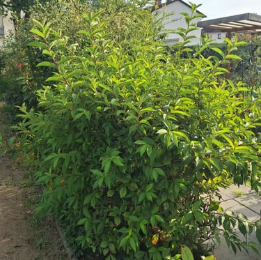 a green bush with many leaves