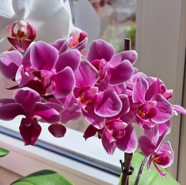 a bunch of pink Orchid flowers