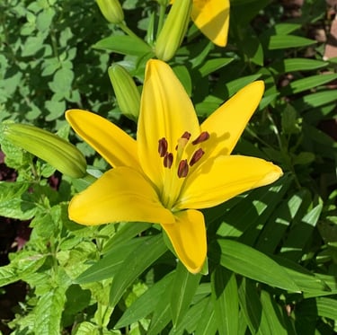 one bright yellow Dwarf Dalily flower