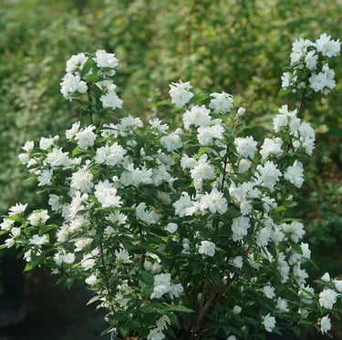a bush with white flowers named Mock Orange