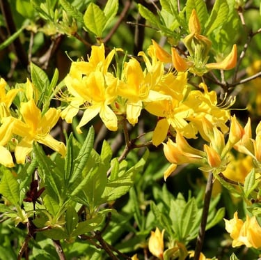yellow Azlea flowers blooming on a shrub