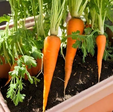 mulltiple carrots getting harvested out of a container