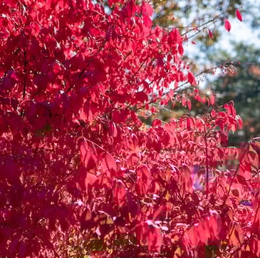 a leafy red full sun bush for zone 6