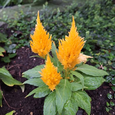 three yellow Silvers Cockscomb flowers
