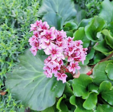 clusters with white-pink Himalyan flowers