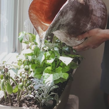 a person watering multiple herbs and plants