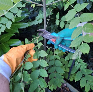 a person prunning a smal tree