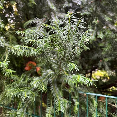a green English Yew tree branch in a forest