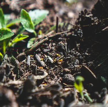 compost benefiting soil