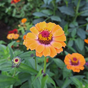 an orange Zinnia flower which is rabbit resistant