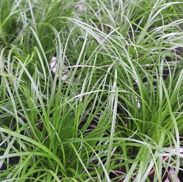 a bunch of green Mondo Grass covering the ground