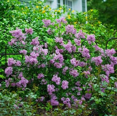 a bushy deer resistand shrub with purple flowers