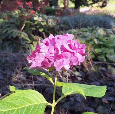 a pink Sea Thrift flower in full sun