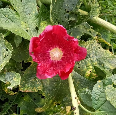 a red flower with a leafy plant