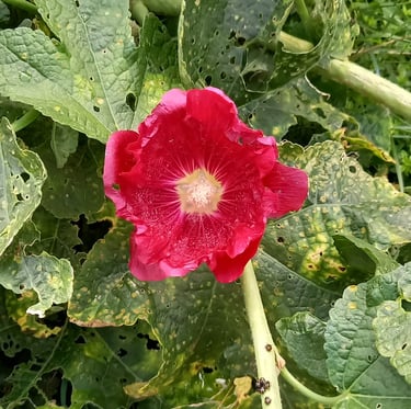 a big red Hollyhock flower on a bushy plant
