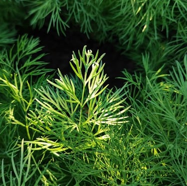 multipe Dill garden bed plants with long tems