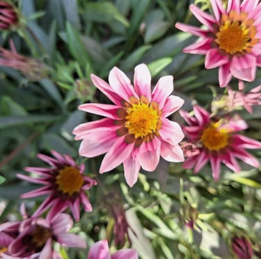 some pink Gazania annuals for full sun