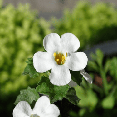 a white Bacopa flower for sunny hanging baskets