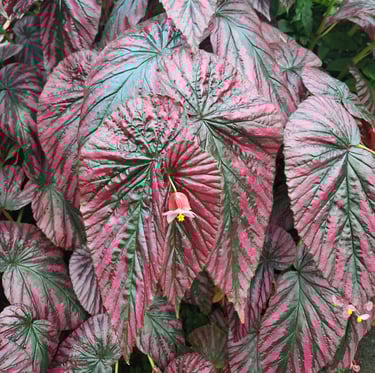 a shade plant for hanging baskests with red-black leaves