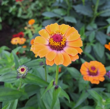 one orange Zinnia flower that is drought tolerant