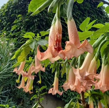 a tall garden plant with hanging flowers