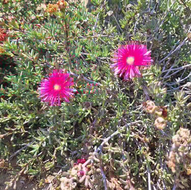 a ground cover plant in full sun with two flowers