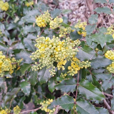 a winter garden plant called Mahonia with yellow flowers
