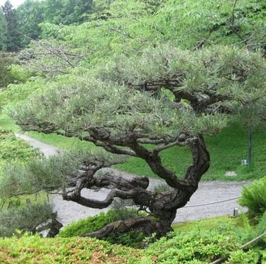 a typical Japanese Black Pine tree with green pines