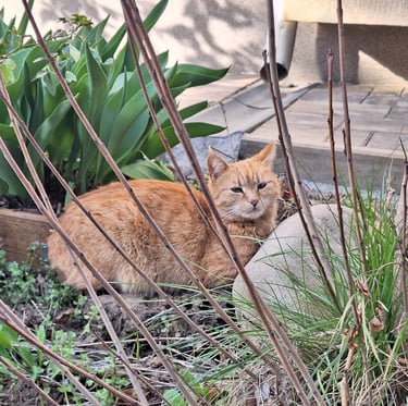 a yellow cat next to a garden bed with flowers