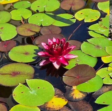 the Almost Black flower blooming in a lake