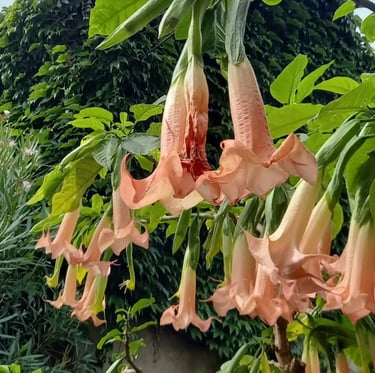 a tall gatden plant with orange flowers named Angle's Trumpet