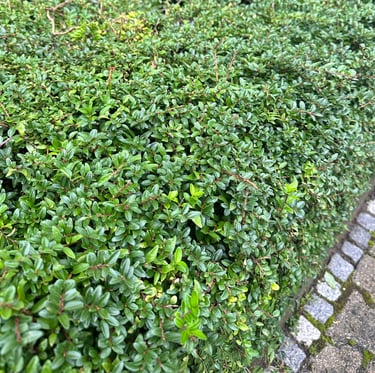 an evergreen boxwood hedge with small green leaves