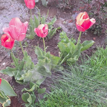 a person watering multiple flowers and plants 