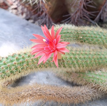C Rat Tail Cactus with a flower on a rock