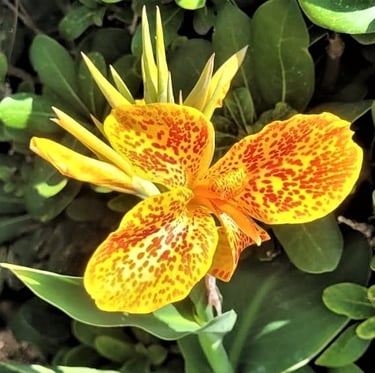a yellow exotic flower in a green environment