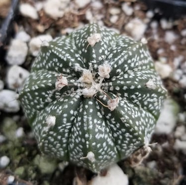 one Sand Dollar Cactus with a small white points