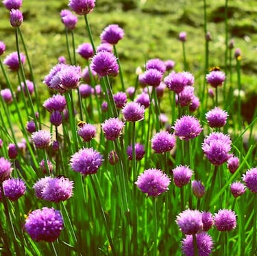 a buch of flowering Chive plants that bloom in a lawn