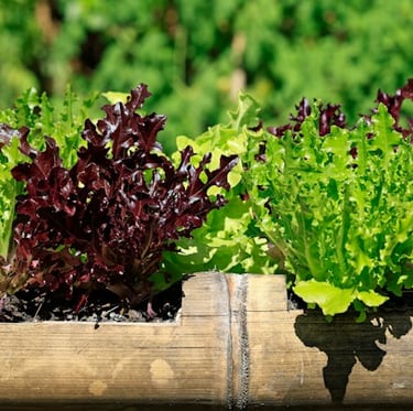 a few leafy lettuce plants that are ready to harvest