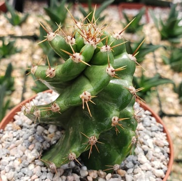 a small and bright green Spiral Cactus potted in a stony soil