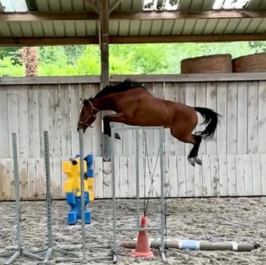 Poulinière jument mare Selle Francais jumping cso