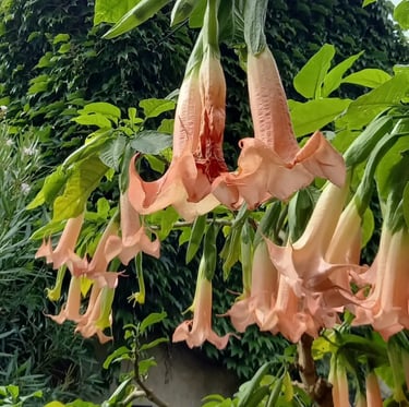 multiple flowering Angel's Trumpet plants from South America