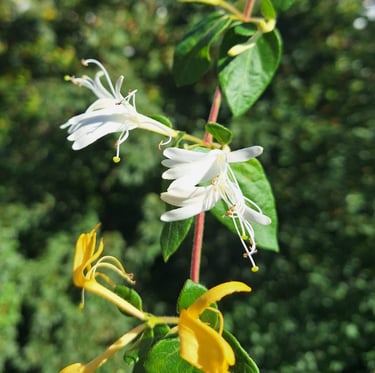 some flowers blooming on a green Sweet Box stem