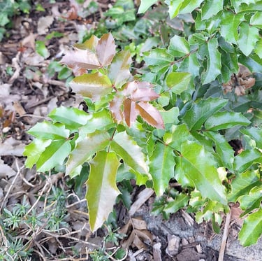 green Holly bushes in a garden