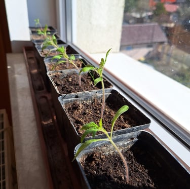 multiple plant seedlings in small containers