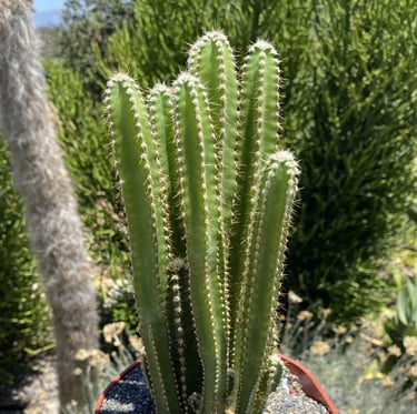 a cactus plant in a pot around outside vegetation